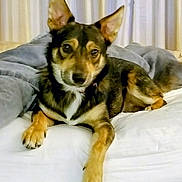 Bear joined the competition — help win amazing prizes! dog, bed, blanket, fur, ears, paws, lying_down, pet, canine, indoor, curious, brown, black, white, domestic_animal, mammal, resting, cozy, comfortable, animal