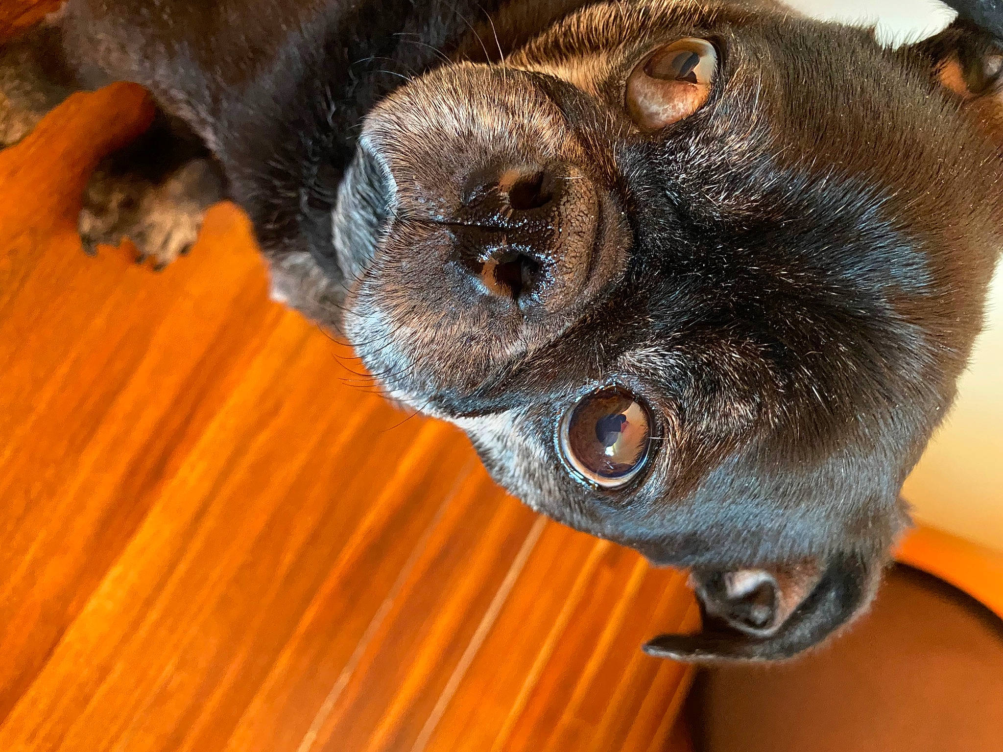 Rudy joined the competition — help win amazing prizes! canidae, carnivore, dog, dog_breed, fawn, snout, sporting_group, whiskers