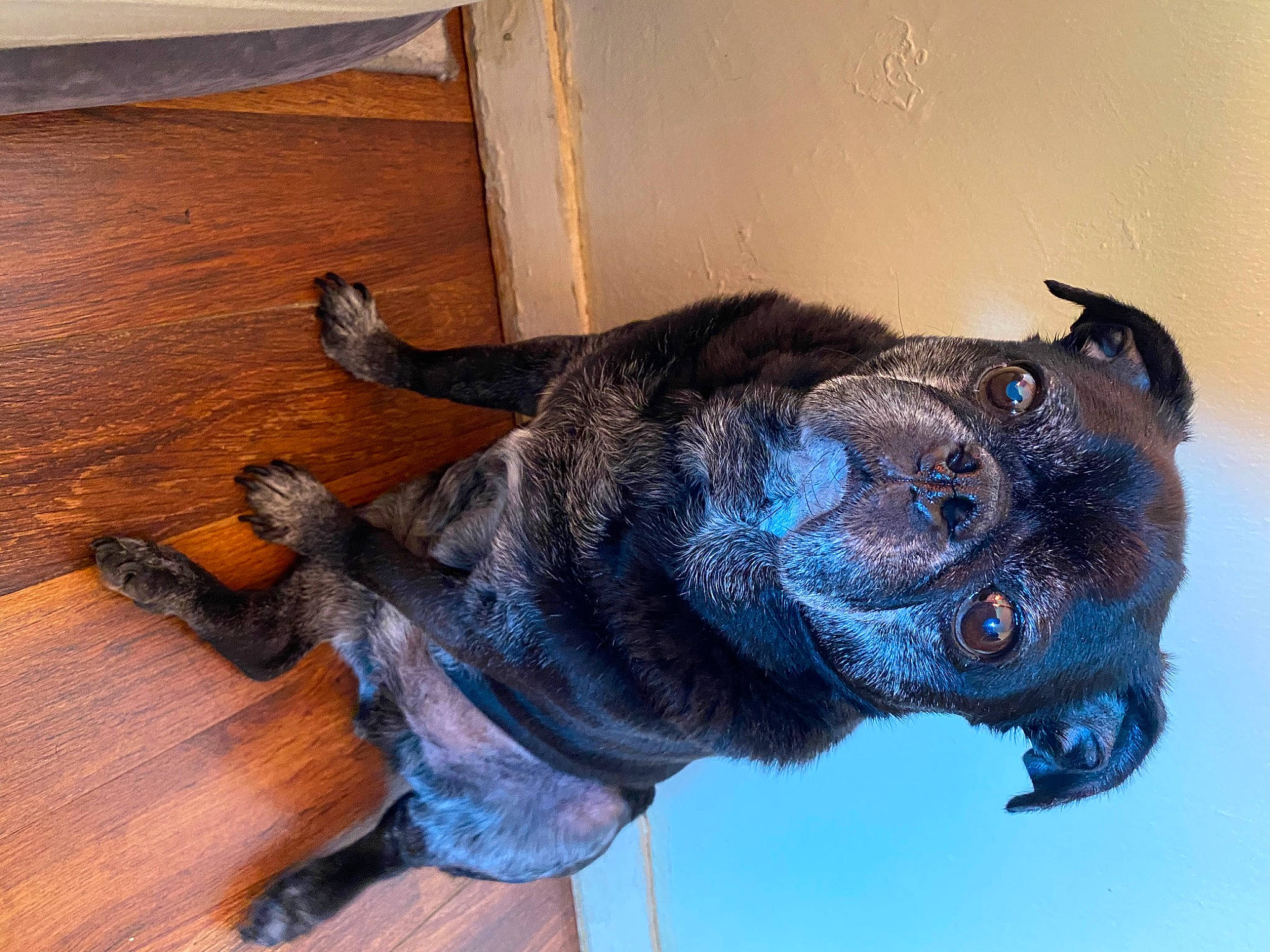 Rudy joined the competition — help win amazing prizes! canidae, carnivore, dog, dog_breed, fawn, mammal, snout, sporting_group