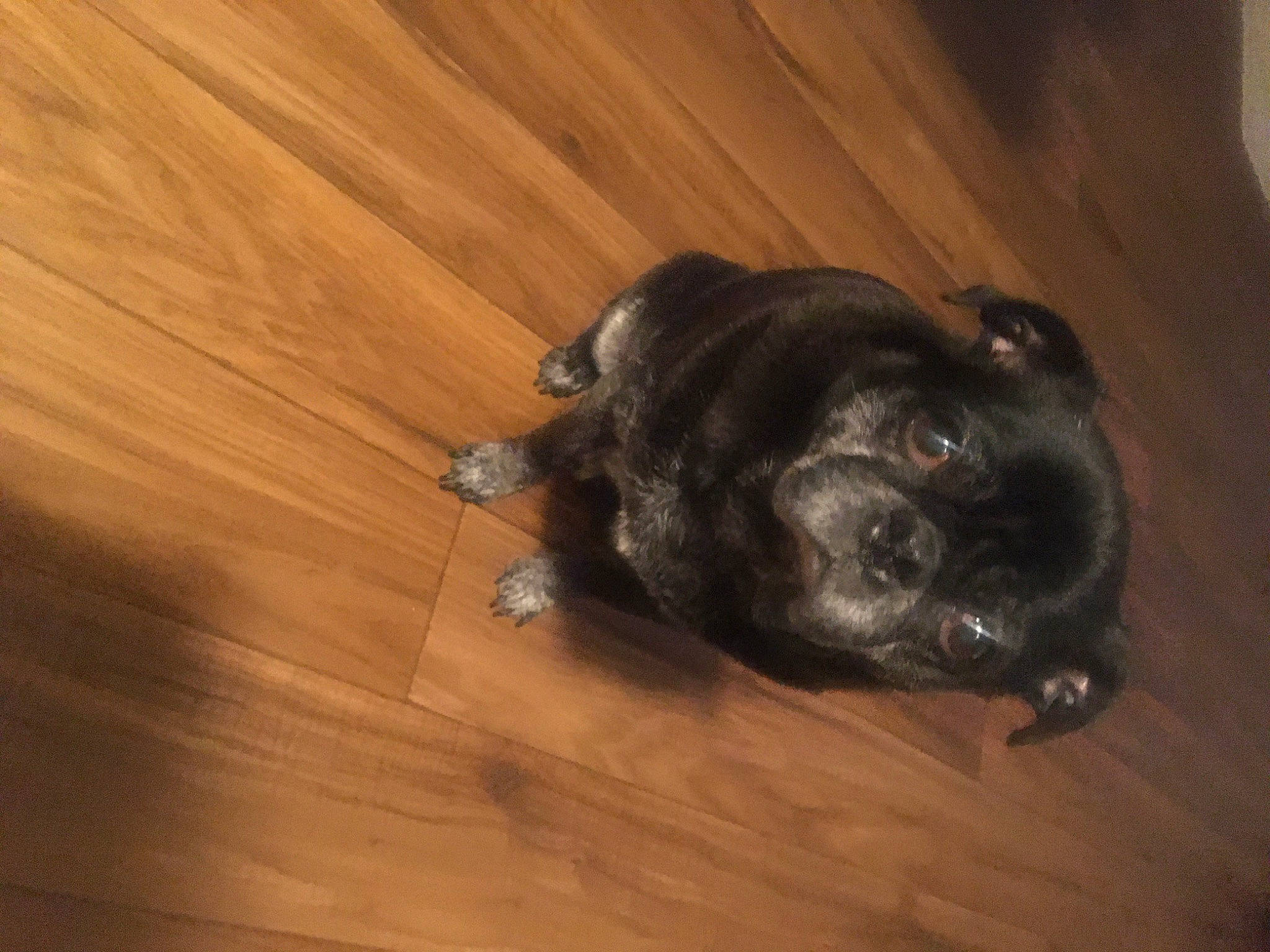 Rudy joined the competition — help win amazing prizes! canidae, carnivore, companion_dog, dog, dog_breed, fawn, floor, flooring, hardwood, puppy, snout, sporting_group, wood