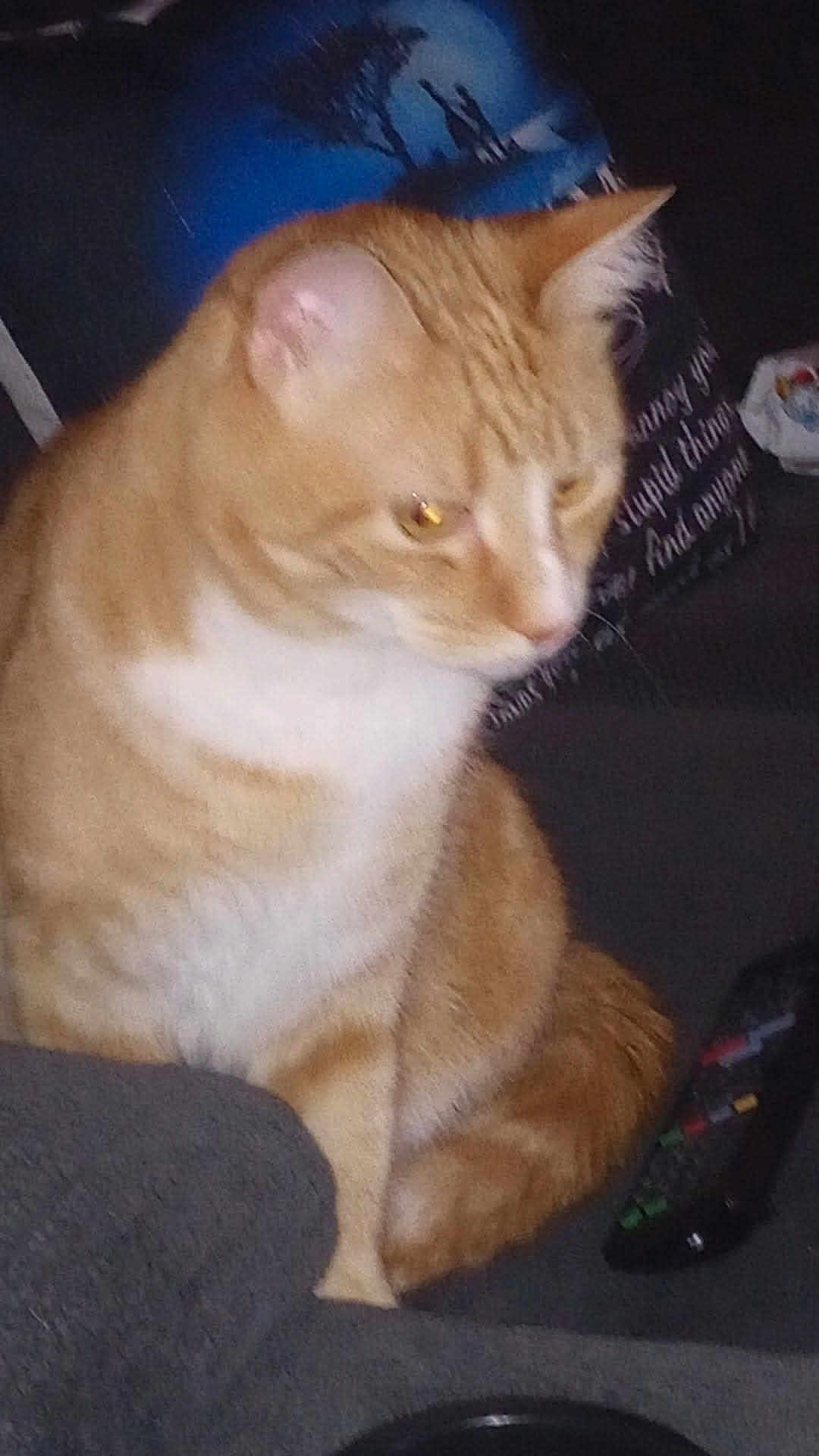 Mittens
