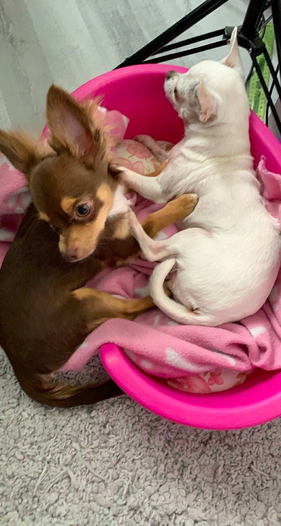 Aïda Od Krasa a rejoint le concours — aidez-le/la à gagner de superbes lots ! art, canidae, carnivore, cat, comfort, companion_dog, dog_breed, ear, fawn, felidae, fur, liver, magenta, mammal, pink, serveware, snout, toy, vertebrate, whiskers