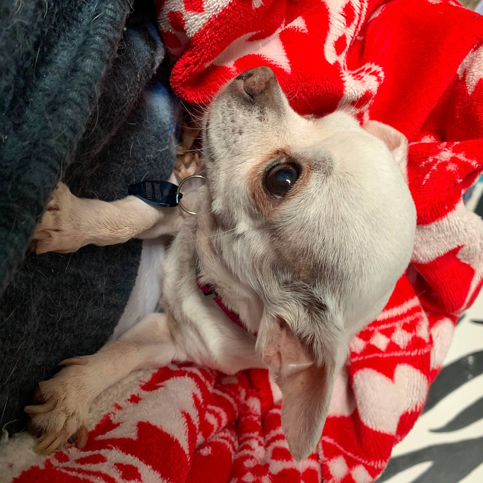 Aïda Od Krasa a rejoint le concours — aidez-le/la à gagner de superbes lots ! canidae, carnivore, christmas, companion_dog, dog, dog_breed, fox_terrier, lurcher, puppy, rat_terrier, snout, terrier, toy_dog, whippet