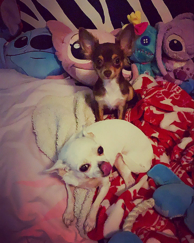 Aïda Od Krasa a rejoint le concours — aidez-le/la à gagner de superbes lots ! carnivore, chihuahua, companion_dog, cool, dog, dog_breed, dog_supply, ear, fawn, fur, mammal, pink, snout, stuffed_toy, textile, toy, toy_dog, vertebrate, white, working_animal