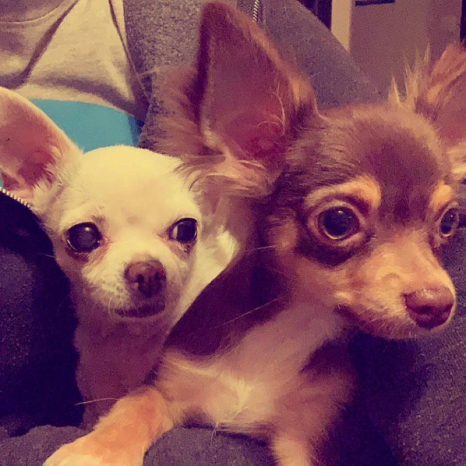 Aïda Od Krasa participe au concours pour gagner de l'argent avec cette photo : canidae, carnivore, chihuahua, comfort, companion_dog, dog, dog_breed, ear, eye, eyewear, fawn, fur, head, mammal, nose, snout, toy_dog, vertebrate, whiskers, working_animal