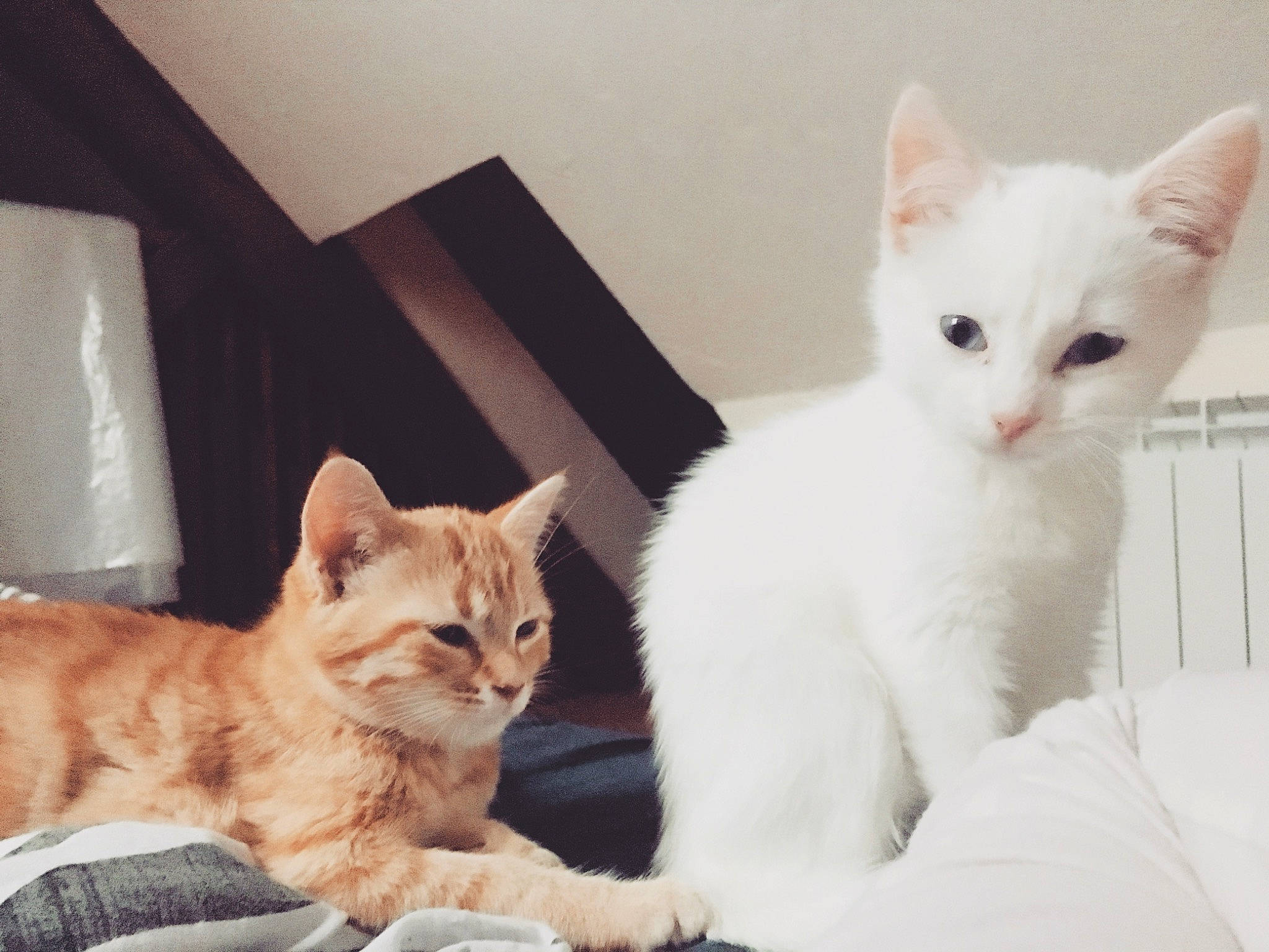 Osiris participe au concours pour gagner de l'argent avec cette photo : aegean_cat, asian, burmilla, carnivore, cat, domestic_short_haired_cat, european_shorthair, eye, felidae, khao_manee, kitten, mammal, nose, skin, small_to_medium_sized_cats, turkish_angora, turkish_van, vertebrate, whiskers, white