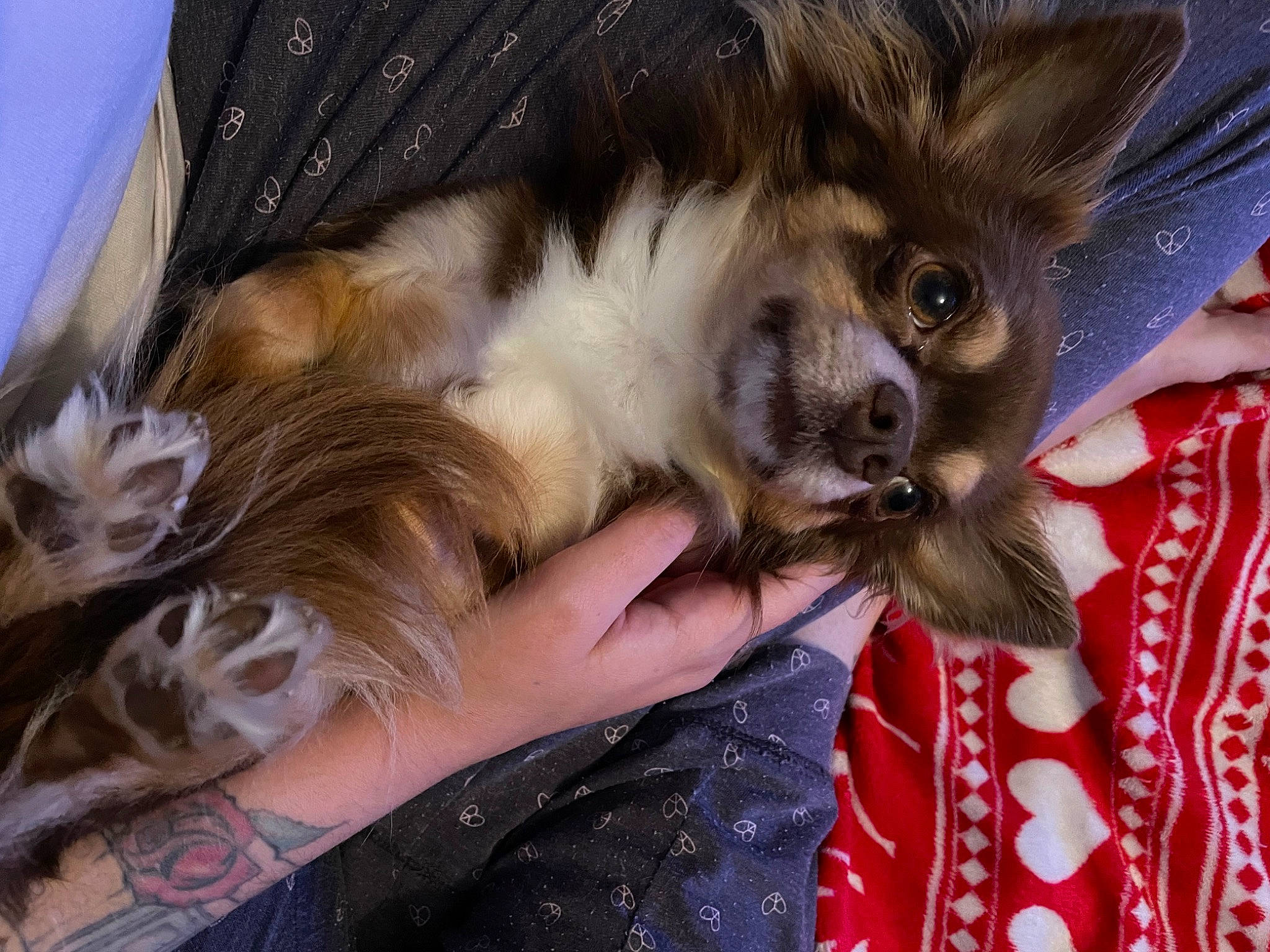 Stitch a rejoint le concours — aidez-le/la à gagner de superbes lots ! canidae, carnivore, claw, companion_dog, dog, dog_breed, ear, eyelash, fawn, felidae, fur, gesture, nail, pattern, paw, small_to_medium_sized_cats, snout, toy_dog, whiskers, working_animal