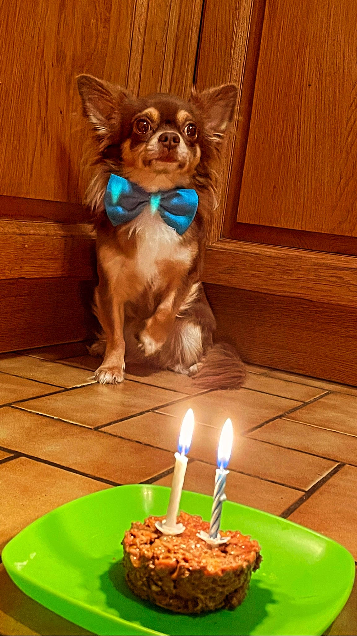 Stitch a rejoint le concours — aidez-le/la à gagner de superbes lots ! birthday_cake, birthday_candle, blue, cake, cake_decorating, cake_decorating_supply, candle, carnivore, companion_dog, dog, dog_breed, dog_supply, fawn, food, ingredient, liver, plate, tableware, wood, working_animal