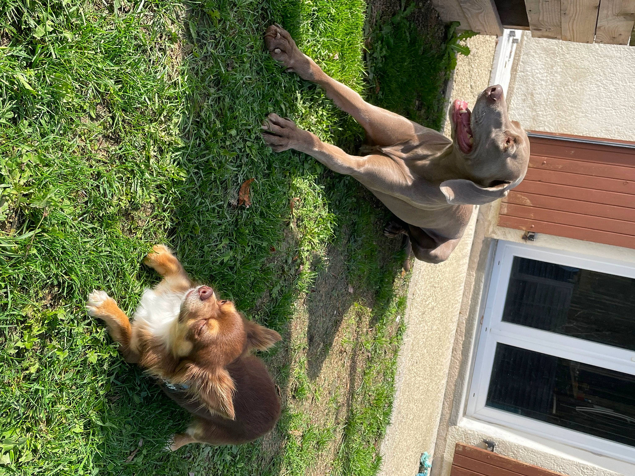 Stitch participe au concours pour gagner de l'argent avec cette photo : brown_bear, canidae, carnivore, companion_dog, dog, dog_breed, fawn, felidae, fun, grass, leisure, lion, macaque, mammal, plant, rhesus_macaque, sporting_group, tail, vertebrate, window