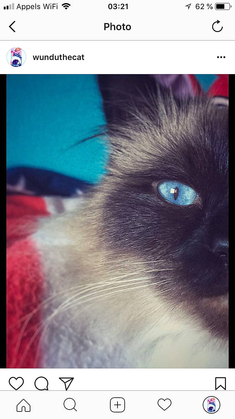 Wundu participe au concours pour gagner de l'argent avec cette photo : black_cat, carnivore, cat, close_up, eye, felidae, fur, iris, kitten, nose, photo_caption, photography, ragdoll, red_eye_effect, screenshot, siamese, sky, small_to_medium_sized_cats, snout, whiskers