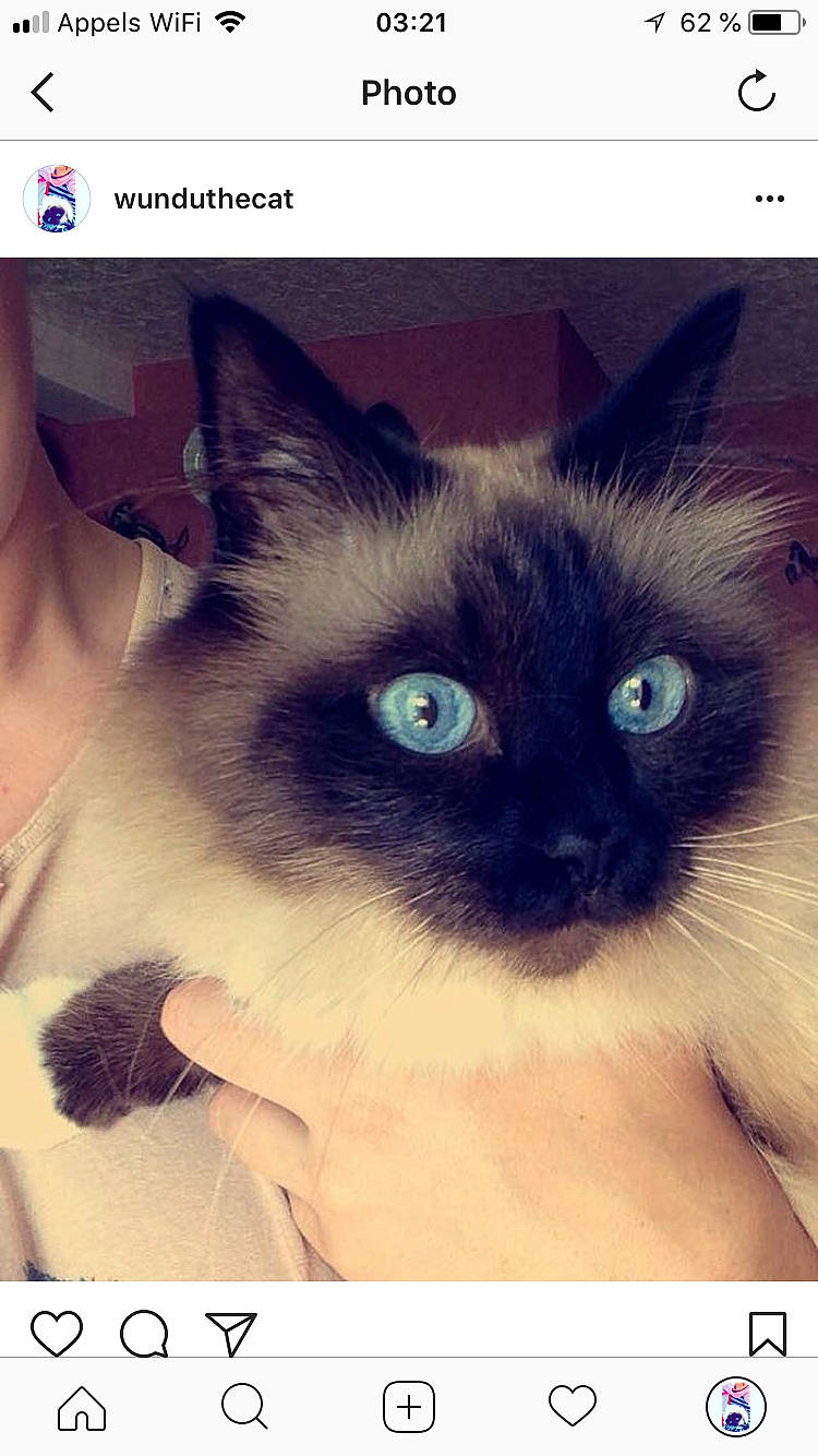 Wundu participe au concours pour gagner de l'argent avec cette photo : balinese, birman, carnivore, cat, eye, felidae, iris, kitten, mammal, nose, photo_caption, ragdoll, siamese, small_to_medium_sized_cats, snapshot, snout, thai, tonkinese, vertebrate, whiskers