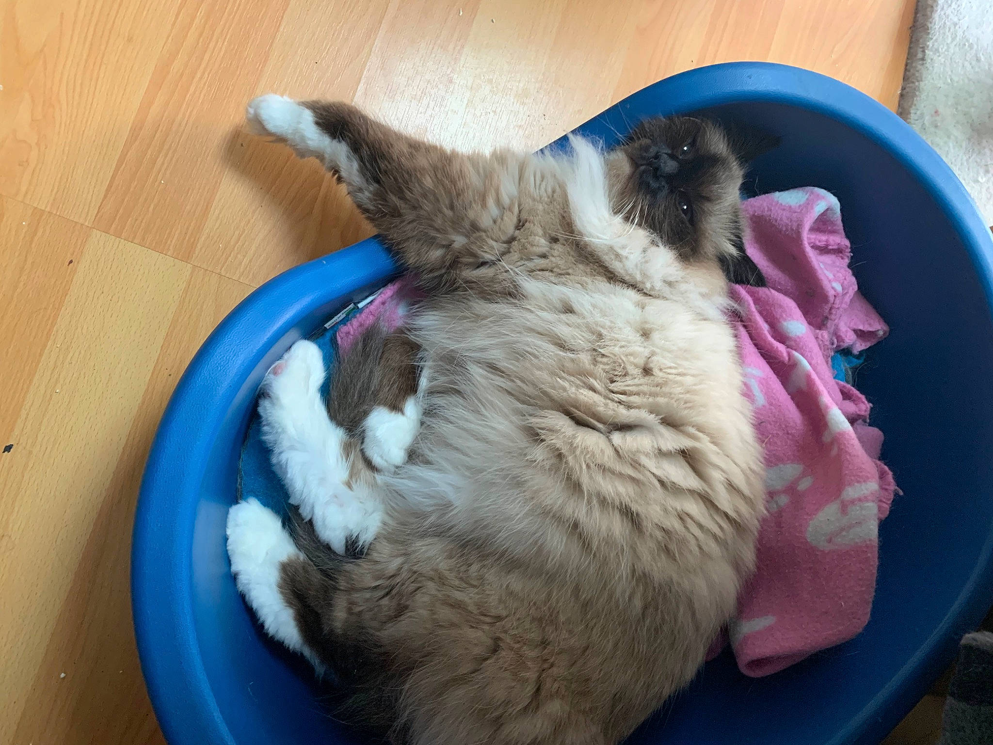 Wundu a rejoint le concours — aidez-le/la à gagner de superbes lots ! carnivore, cat, cat_supply, fawn, felidae, fur, litter_box, small_to_medium_sized_cats