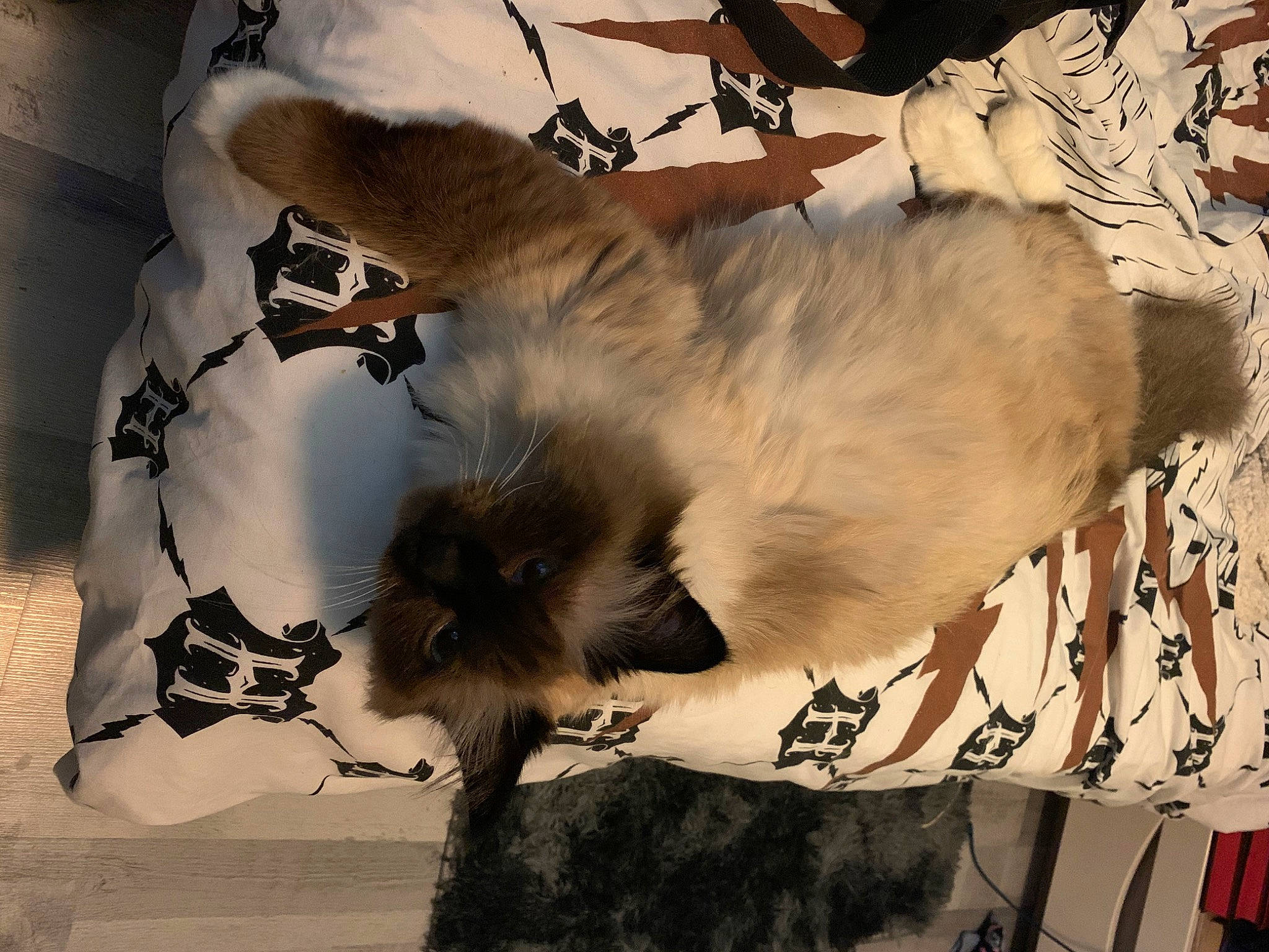 Wundu a rejoint le concours — aidez-le/la à gagner de superbes lots ! canidae, carnivore, cat, companion_dog, fawn, felidae, fur, lhasa_apso, norwegian_forest_cat, shih_tzu, tail