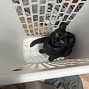 Hollow is registered to the contest to win money with this photo: animal, basket_grid, black_cat, black_fur, cat, clothes, collar, fabric, green_eyes, home, indoor, laundry, laundry_basket, looking_up, pet, shadows, short_hair, sitting, white_basket, wide_eyes