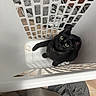 animal, basket_grid, black_cat, black_fur, cat, clothes, collar, fabric, green_eyes, home, indoor, laundry, laundry_basket, looking_up, pet, shadows, short_hair, sitting, white_basket, wide_eyes