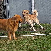 Eddie is registered to the contest to win money with this photo: animal, canine, chain_link_fence, daytime, dog, domestic_animal, fence, friendship, golden_retriever, grass, happy, leap, nature, outdoor, pet, playful, running, sunny, two_dogs, yard