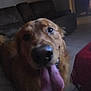 Eddie joined the competition — help win amazing prizes! animal, blurry, canine, closeup, collar, couch, dog, floor, fur, golden_retriever, happy, indoor, living_room, mammal, mouth, pet, red_tablecloth, table, tongue, tongue_out