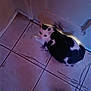 cat, black_and_white, tiled_floor, door, pet, animal, indoor, curious, fur, whiskers, looking_up, resting, quiet, shadow, cozy, floor_tiles, home, domestic_cat, cute, companion