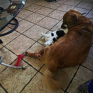 Boo Boo joined the competition — help win amazing prizes! animal, black_and_white_cat, cat, companion, cute, dog, domestic, floor, friendship, glass_table, golden_retriever, home, indoor, licking, pet, pet_interaction, playful, red_bone_toy, relaxed, tile_floor