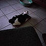 cat, black_and_white, mat, tiled_floor, green_bowl, indoor, pet, animal, resting, feline, quiet, shadow, low_light, floor_tiles, collar, home, domestic, relaxed, quiet_room, furniture