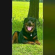 Buddy joined the competition — help win amazing prizes! rottweiler, dog, canine, tongue_out, smiling_dog, grass, tree, tree_trunk, collar, dog_tag, outdoor, park, green_field, pet, portrait, screenshot, photo_editor_ui, crop_box, buttons, happy