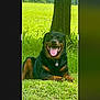 rottweiler, dog, canine, tongue_out, smiling_dog, grass, tree, tree_trunk, collar, dog_tag, outdoor, park, green_field, pet, portrait, screenshot, photo_editor_ui, crop_box, buttons, happy