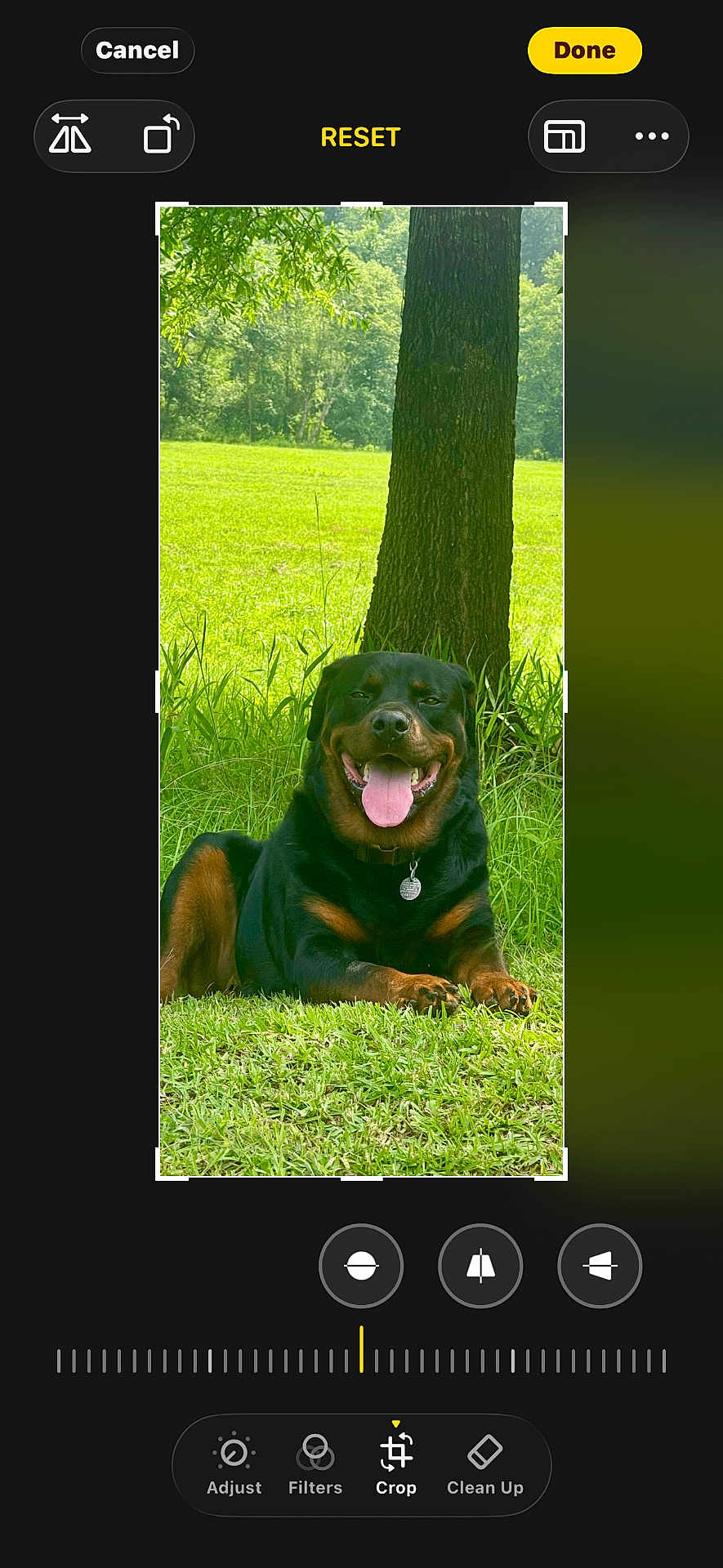 Buddy joined the competition — help win amazing prizes! rottweiler, dog, canine, tongue_out, smiling_dog, grass, tree, tree_trunk, collar, dog_tag, outdoor, park, green_field, pet, portrait, screenshot, photo_editor_ui, crop_box, buttons, happy