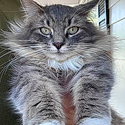Dusterson is registered to the contest to win money with this photo: animal, cat, close_up, cute, feline, fluffy, fur, gray, green_eyes, indoor, mammal, paws, pet, portrait, relaxed, shutters, soft, whiskers, white, window