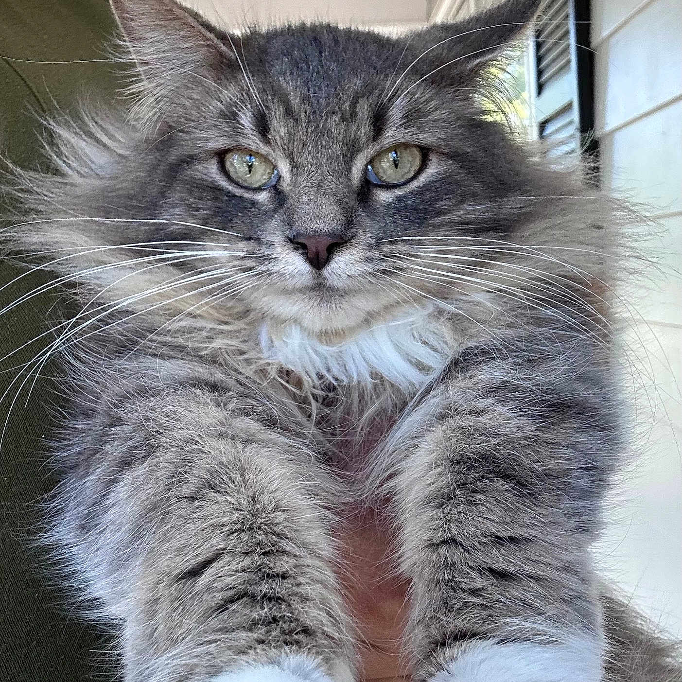 Dusterson is registered to the contest to win money with this photo: animal, cat, close_up, cute, feline, fluffy, fur, gray, green_eyes, indoor, mammal, paws, pet, portrait, relaxed, shutters, soft, whiskers, white, window