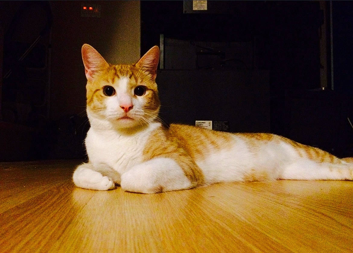 Toby is registered to the contest to win money with this photo: carnivore, cat, domestic_short_haired_cat, eye, fawn, felidae, floor, flooring, fur, hardwood, laminate_flooring, paw, small_to_medium_sized_cats, snout, tail, varnish, whiskers, window, wood, wood_flooring