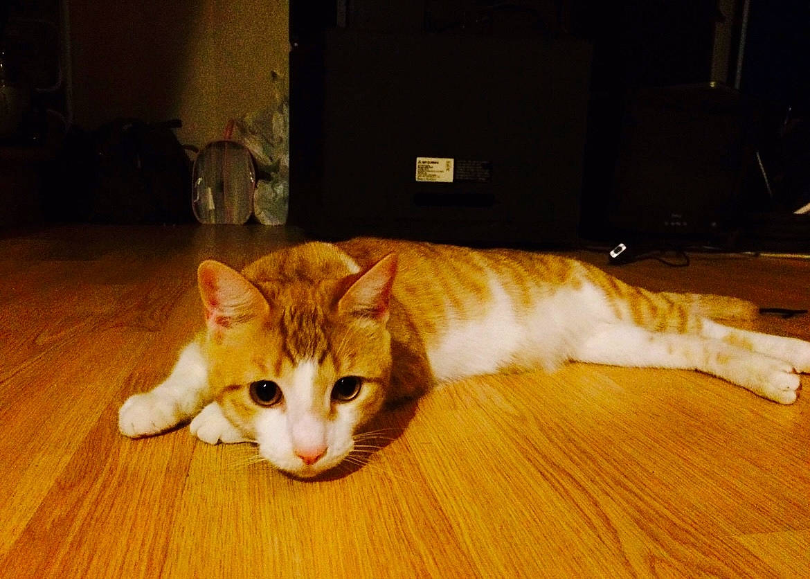 Toby is registered to the contest to win money with this photo: carnivore, cat, comfort, couch, domestic_short_haired_cat, fawn, felidae, floor, flooring, fur, hardwood, laminate_flooring, paw, room, small_to_medium_sized_cats, snout, tail, whiskers, wood, wood_stain