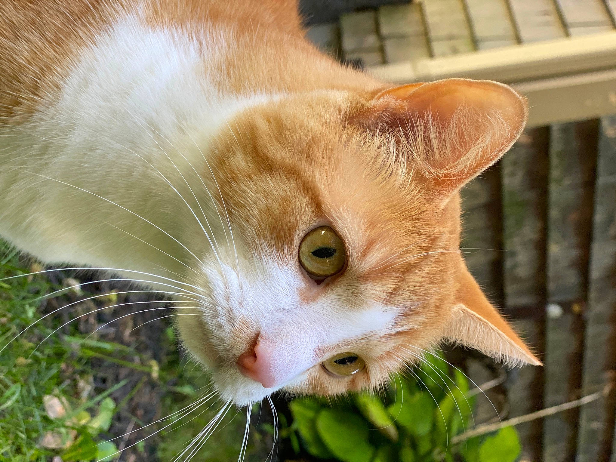 Toby joined the competition — help win amazing prizes! carnivore, cat, close_up, domestic_short_haired_cat, eye, fawn, felidae, fur, grass, iris, photography, plant, small_to_medium_sized_cats, snout, tail, tree, whiskers, wildlife, window, wood