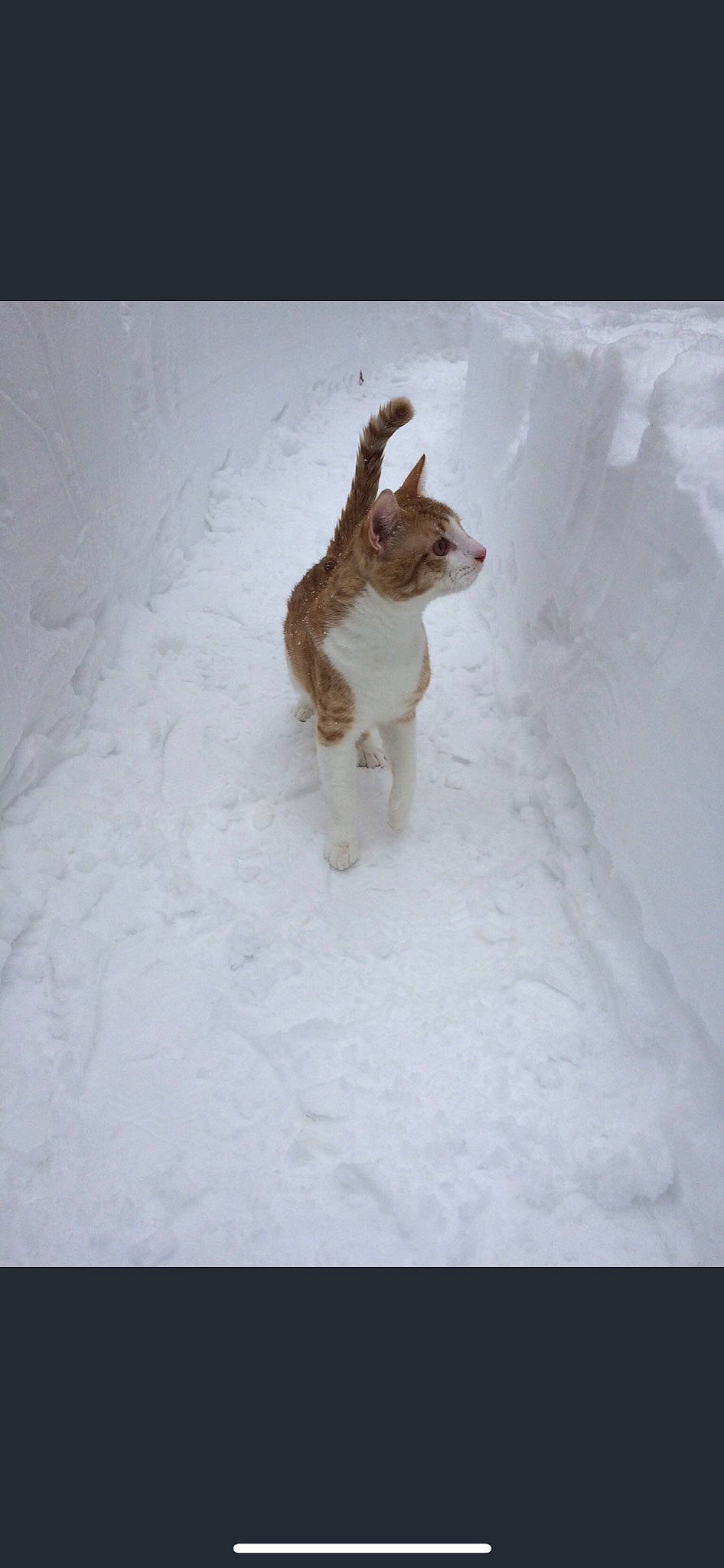 Toby joined the competition — help win amazing prizes! canidae, dog_breed, event, fawn, freezing, fur, precipitation, slope, snout, snow, tail, terrestrial_animal, whiskers, wildlife, winter