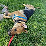 dog, grass, outdoor, leash, playful, canine, pet, sunlight, greenery, relaxed, harness, animal, nature, summer, laying_down, mammal, domestic_animal, fur, snout, ear