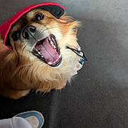 Luca is registered to the contest to win money with this photo: animal, black_nose, brown_fur, canine, carpet, close_up, cute, dog, floor, footwear, fur, happy, indoor, looking_up, open_mouth, pet, red_cap, shoe, teeth, tongue