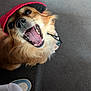 animal, black_nose, brown_fur, canine, carpet, close_up, cute, dog, floor, footwear, fur, happy, indoor, looking_up, open_mouth, pet, red_cap, shoe, teeth, tongue