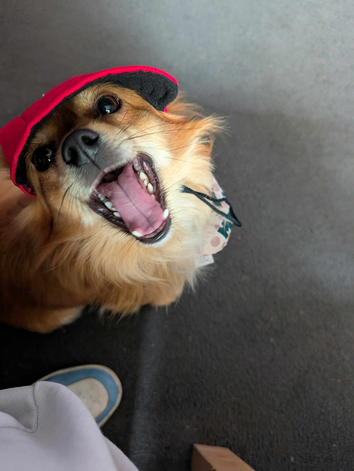Luca is registered to the contest to win money with this photo: animal, black_nose, brown_fur, canine, carpet, close_up, cute, dog, floor, footwear, fur, happy, indoor, looking_up, open_mouth, pet, red_cap, shoe, teeth, tongue