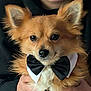 Luca is registered to the contest to win money with this photo: adorable, animal, black_bow_tie, bow_tie, brown_fur, close_up, cute, dog, face, fluffy, friendly, furry, hands, holding, indoor, person, pet, portrait, smile, white_fur