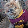 animal, canine, clothing, companion, couch, cozy, cute, dog, fur, furniture, indoor, jacket, looking_up, pet, portrait, purple, scruffy, sitting, small_dog, yellow