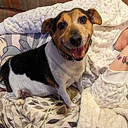 Spark is registered to the contest to win money with this photo: dog, smiling, pet, indoor, blanket, robin, tattoo, butterfly, person, arm, fur, cozy, comfort, sitting, happy, closeup, couch, pattern, fabric, relaxing