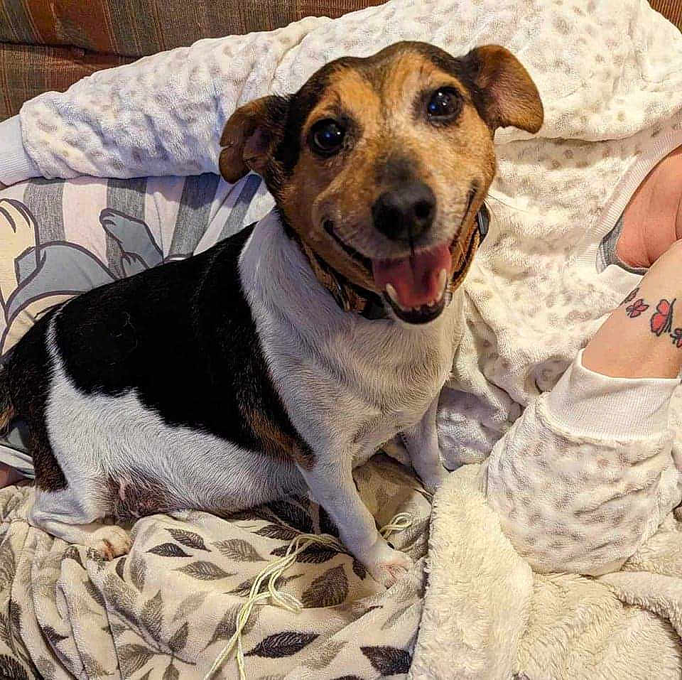 Spark is registered to the contest to win money with this photo: dog, smiling, pet, indoor, blanket, robin, tattoo, butterfly, person, arm, fur, cozy, comfort, sitting, happy, closeup, couch, pattern, fabric, relaxing
