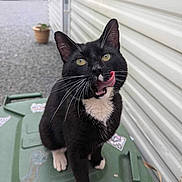 Roxy is registered to the contest to win money with this photo: cat, black_and_white, tongue_out, licking, outdoor, trash_bin, stickers, gravel, siding_wall, pet, whiskers, green, cute, animal, feline, playful, close_up, domestic, sitting, daylight