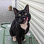 animal, black_and_white, cat, close_up, cute, daylight, domestic, feline, gravel, green, licking, outdoor, pet, playful, siding_wall, sitting, stickers, tongue_out, trash_bin, whiskers