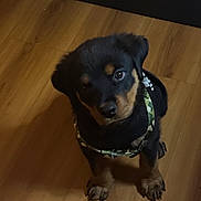 Buddha is registered to the contest to win money with this photo: puppy, rottweiler, dog, pet, canine, young, cute, indoor, floor, wooden_floor, black_fur, brown_fur, harness, looking_up, small, adorable, animal, domestic_animal, sitting, curious