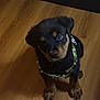 puppy, rottweiler, dog, pet, canine, young, cute, indoor, floor, wooden_floor, black_fur, brown_fur, harness, looking_up, small, adorable, animal, domestic_animal, sitting, curious
