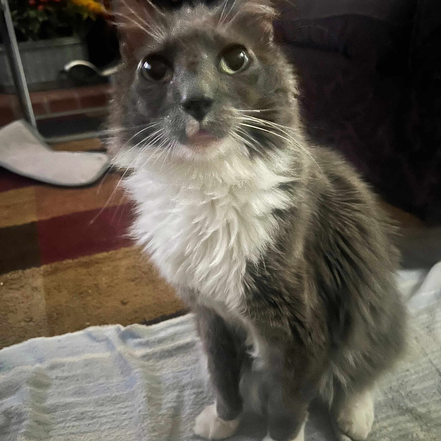Ashie joined the competition — help win amazing prizes! cat, gray_cat, white_fur, fluffy, indoor, towel, curious, pet, animal, floor, carpet, flowers, decor, mammal, whiskers, sitting, looking_up, cozy, domestic_cat, feline