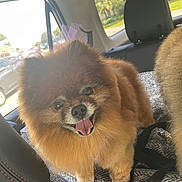 Carmen is registered to the contest to win money with this photo: dog, pomeranian, fluffy, pet, car_interior, seat, blanket, happy, tongue_out, bow, small_dog, animal, cute, fur, pet_accessory, leash, sunlight, window, transportation, smiling