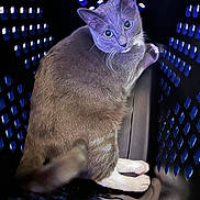 Gus Gus is registered to the contest to win money with this photo: animal, basket, black_basket, blue_light, captive, cat, close_up, curious, cute, domestic_cat, feline, fur, indoor, looking_back, paws, pet, portrait, sitting, soft_light, whiskers