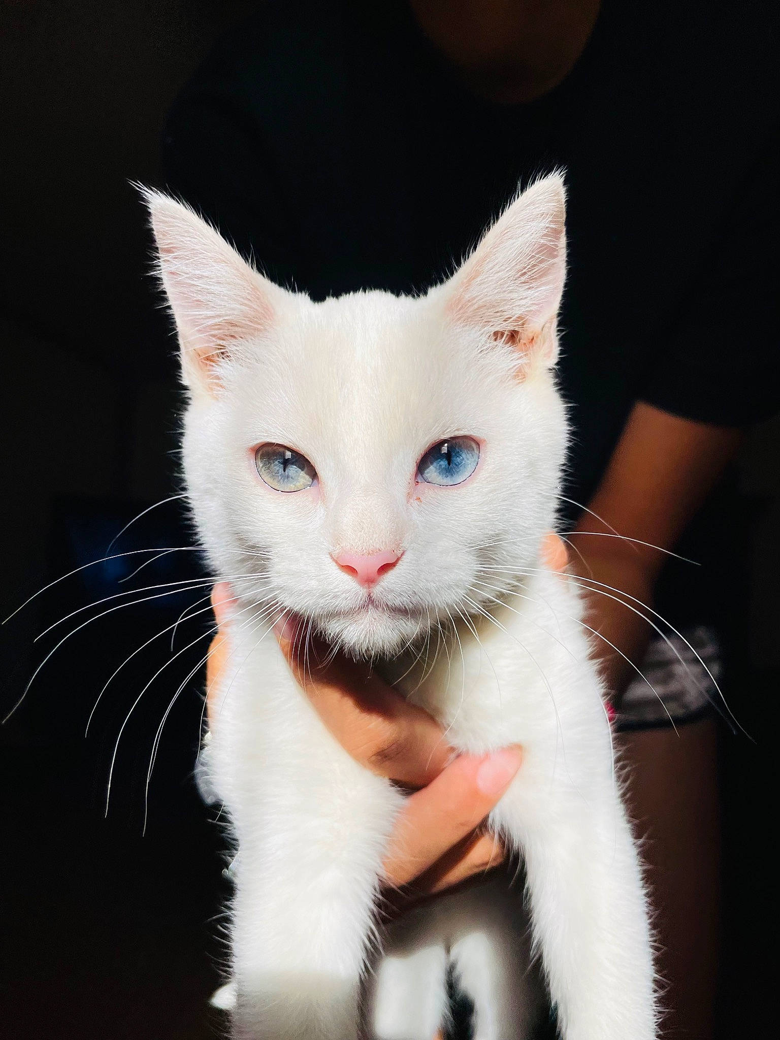 Dojá joined the competition — help win amazing prizes! carnivore, cat, claw, domestic_short_haired_cat, eye, fawn, felidae, formal_wear, fur, paw, sitting, small_to_medium_sized_cats, snout, tail, whiskers