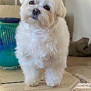 Plume participe au concours pour gagner de l'argent avec cette photo : dog, white, fluffy, pet, table, indoor, living_room, curious, small_dog, fur, cute, animal, domestic, decor, vase, marble, floor, rug, head_tilt, expression